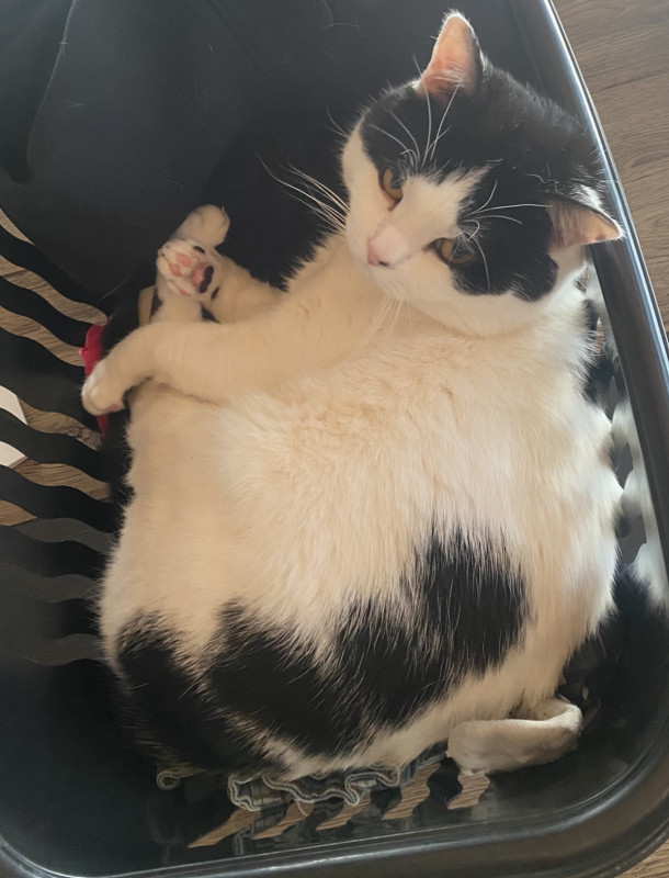 Unser Hauskater „Milo“